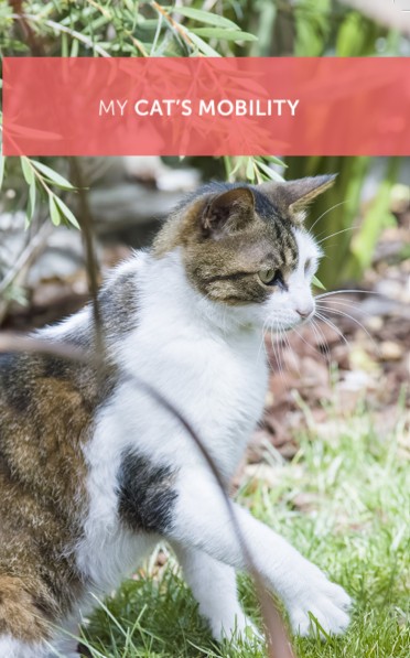 My Cat's Mobility pet owner leaflet cover