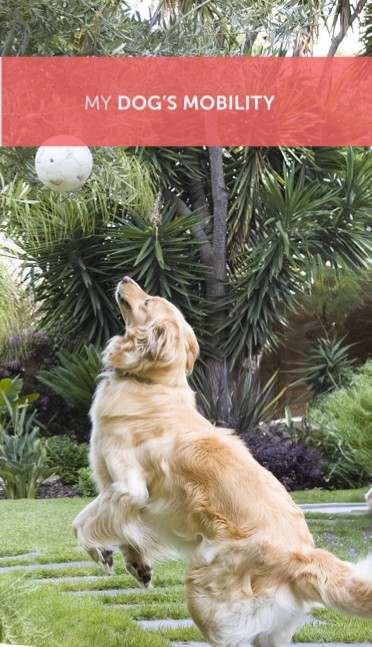 My Dog's Mobility pet owner leaflet cover