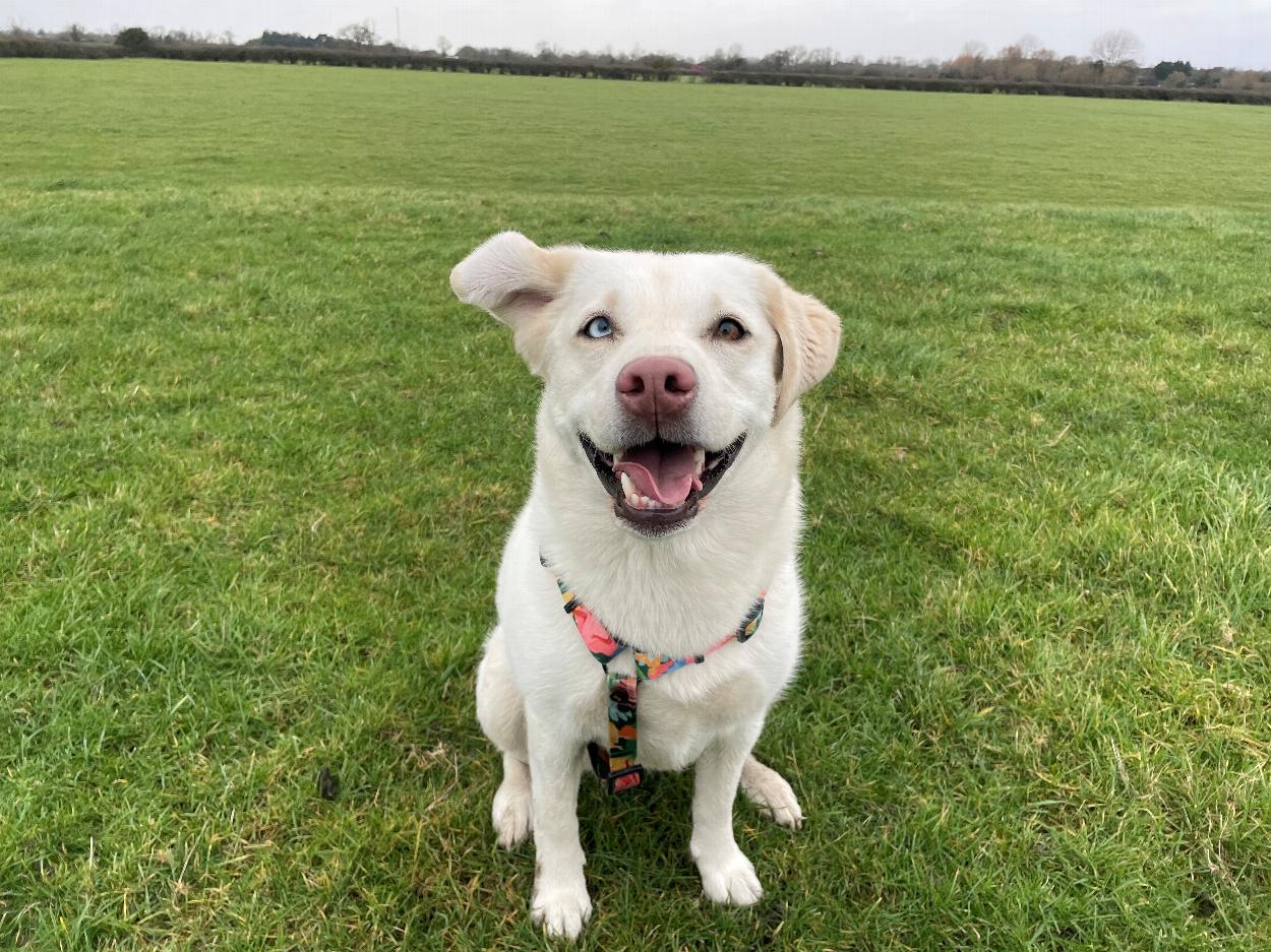 Pet Healthcare Product provider selling pet healthcare and pet products