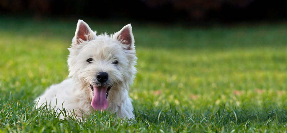 Samaxia pet healthcare product range