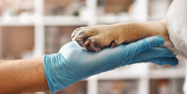 dog paw in hand of vet wearing blue latex glove