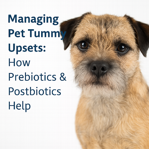 Managing Pet Tummy Upsets: How Prebiotics & Postbiotics Help Tummy upsets are common in dogs and cats. Discover how prebiotics and postbiotics support gut balance, plus why flexible, easy-to-give options make managing your pet’s digestion simpler.