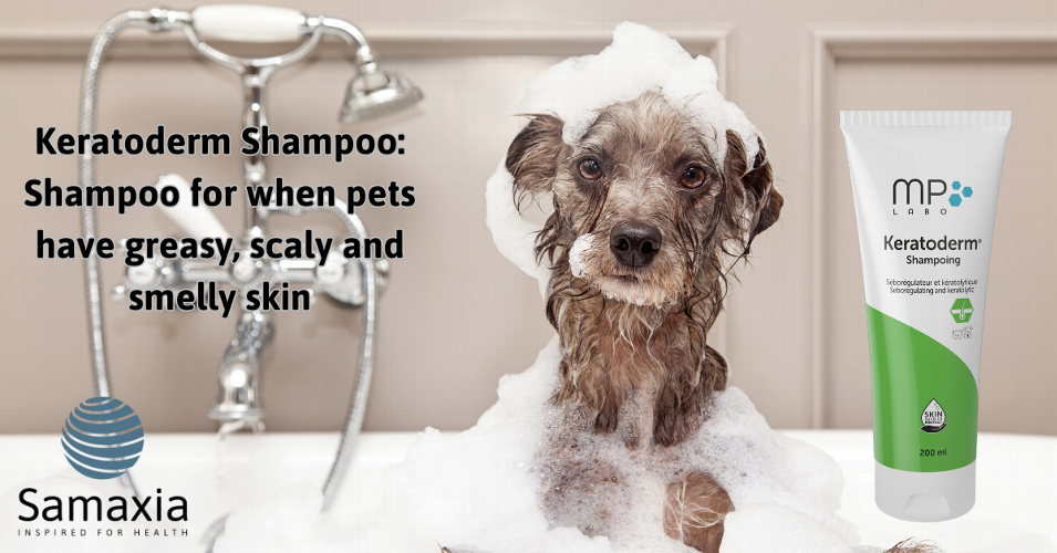 The Science Behind Keratoderm® and Skin Barrier Protect™ Technology Discover how Keratoderm® Shampoo combines seboregulating ingredients with patented Skin Barrier Protect™ Technology to help maintain skin and coat balance in dogs with oily or scaly skin. Explore the science, study findings, and formulation benefits behind this modern veterinary innovation.