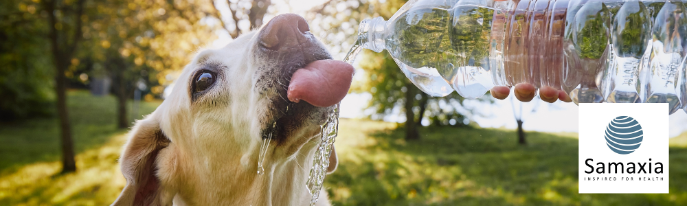 How to Prevent Heatstroke in Dogs: Vet-Approved Summer Safety Tips Keep your dog safe this summer with vet-approved advice on recognising and preventing heatstroke. Learn key symptoms, first aid tips, and practical ways to protect your pet in hot weather. Essential reading for all dog owners.