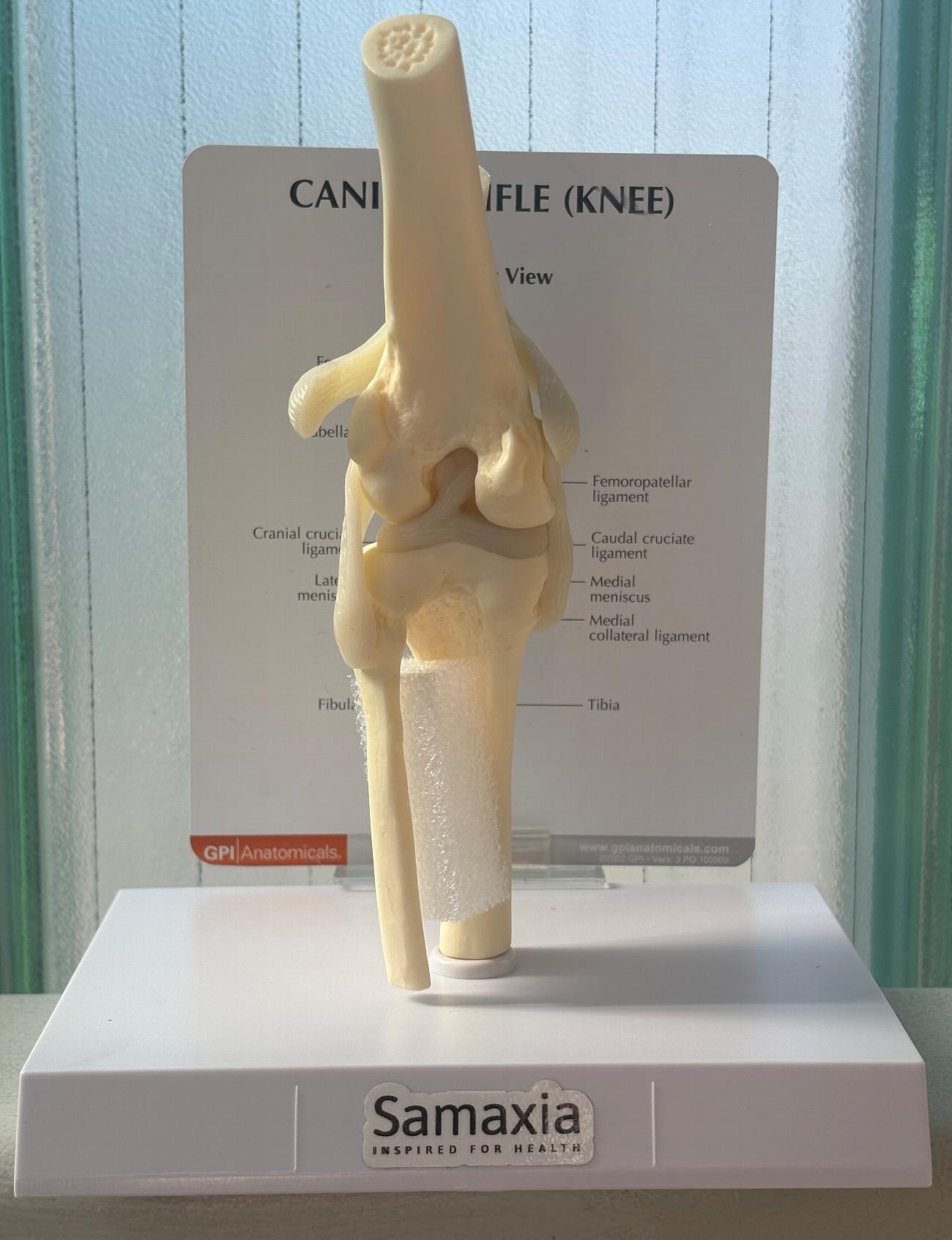 Canine stifle knee joint model