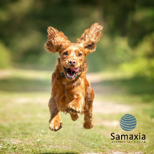 Dog jumping outdoors to illustrate mobility and joint health